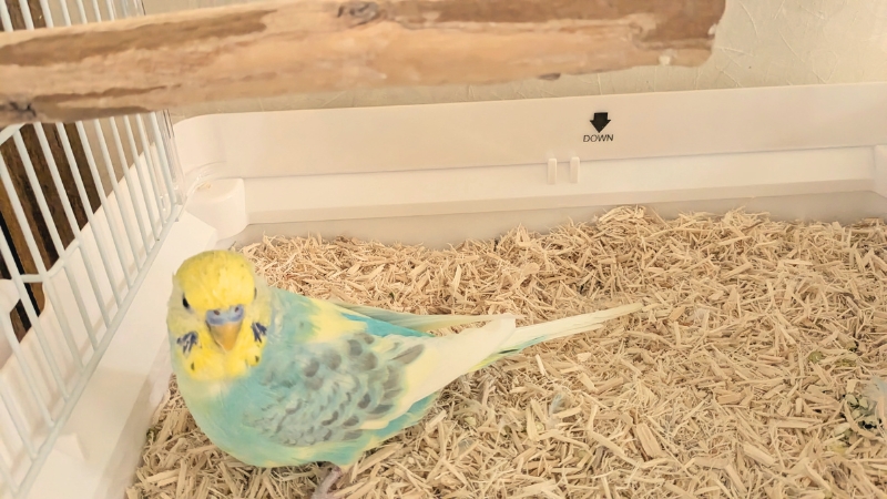 ケージの床にいるセキセイインコ