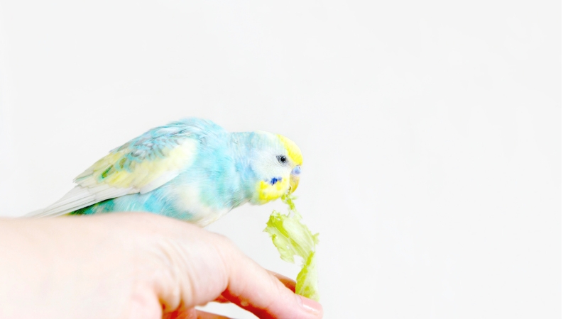 野菜を食べているセキセイインコ