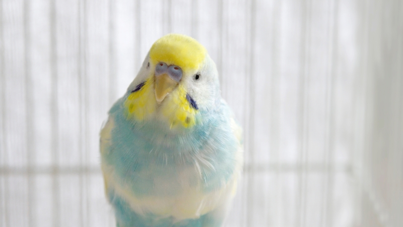 少し膨らんでいるセキセイインコ