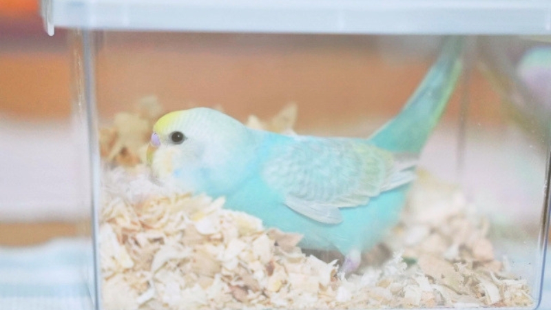 プラケースの中のセキセイインコの雛