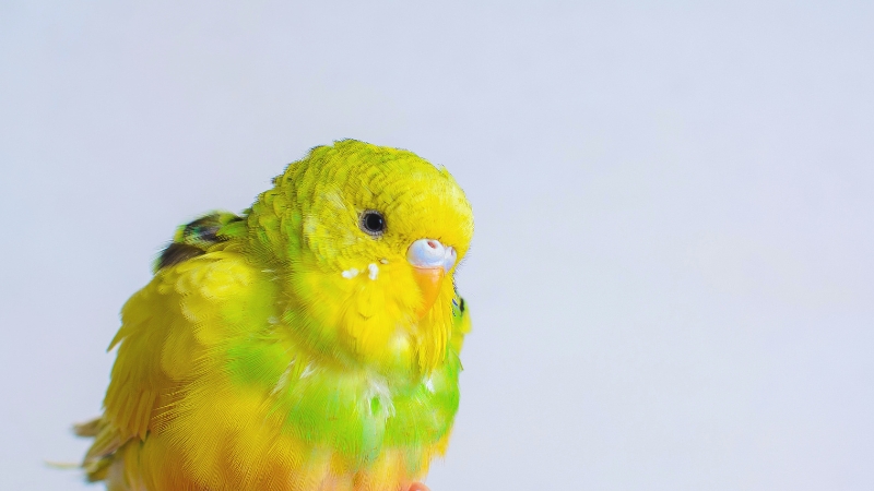 膨らんだセキセイインコ