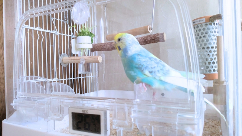 ケージの中で呼び鳴きしそうな我が家のポフくん