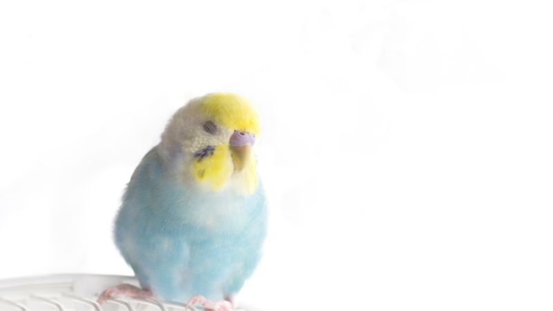 膨らんで寝ているセキセイインコ