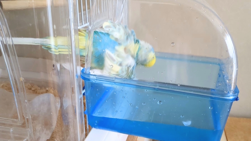 水浴びしたいけど怖くてできない我が家のポフくん