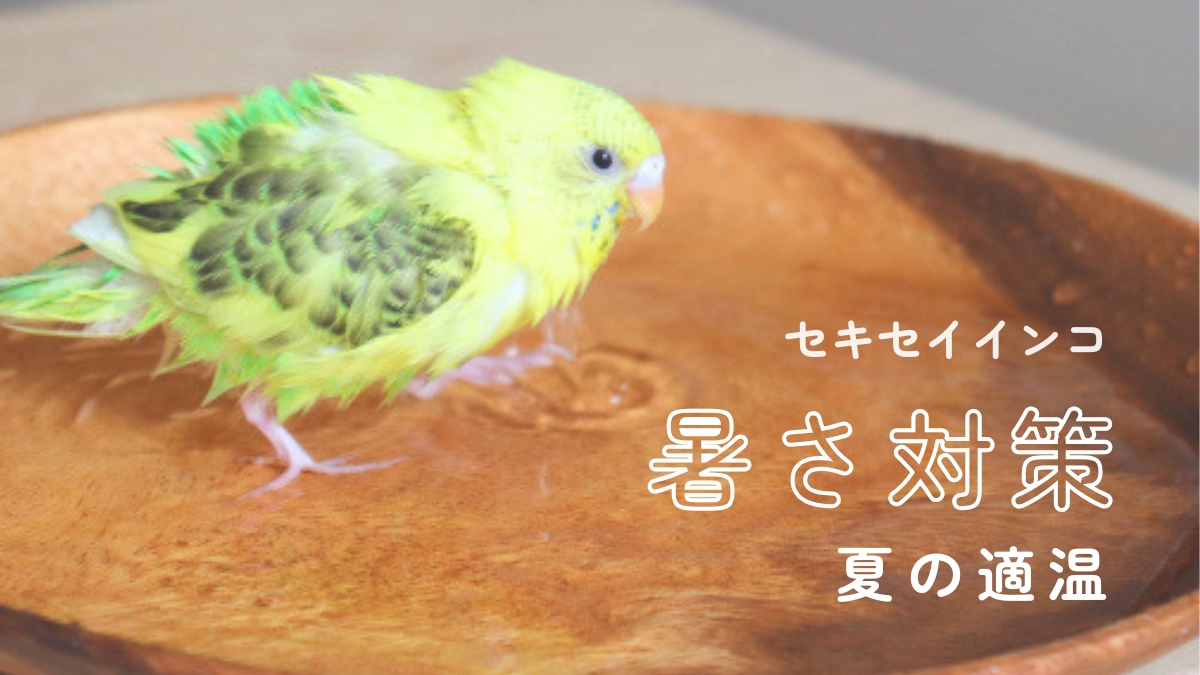セキセイインコ　暑さ対策　夏の適温