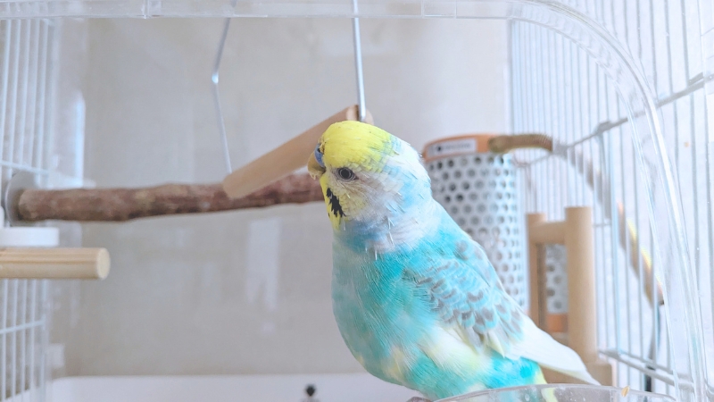 呼び鳴きがおさまった我が家のポフくん