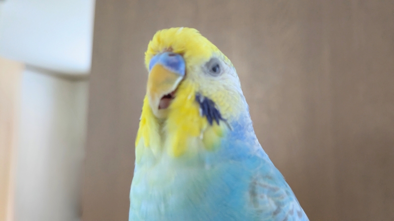 口を開けて暑そうにしている我が家のポフくん