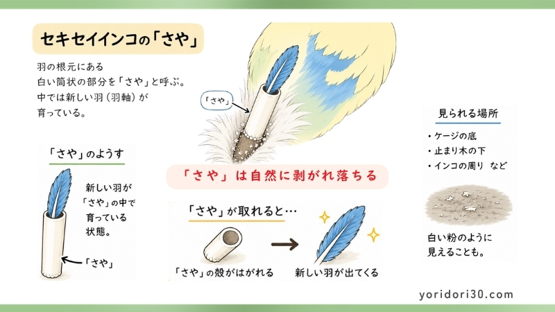 セキセイインコの「さや」図解
