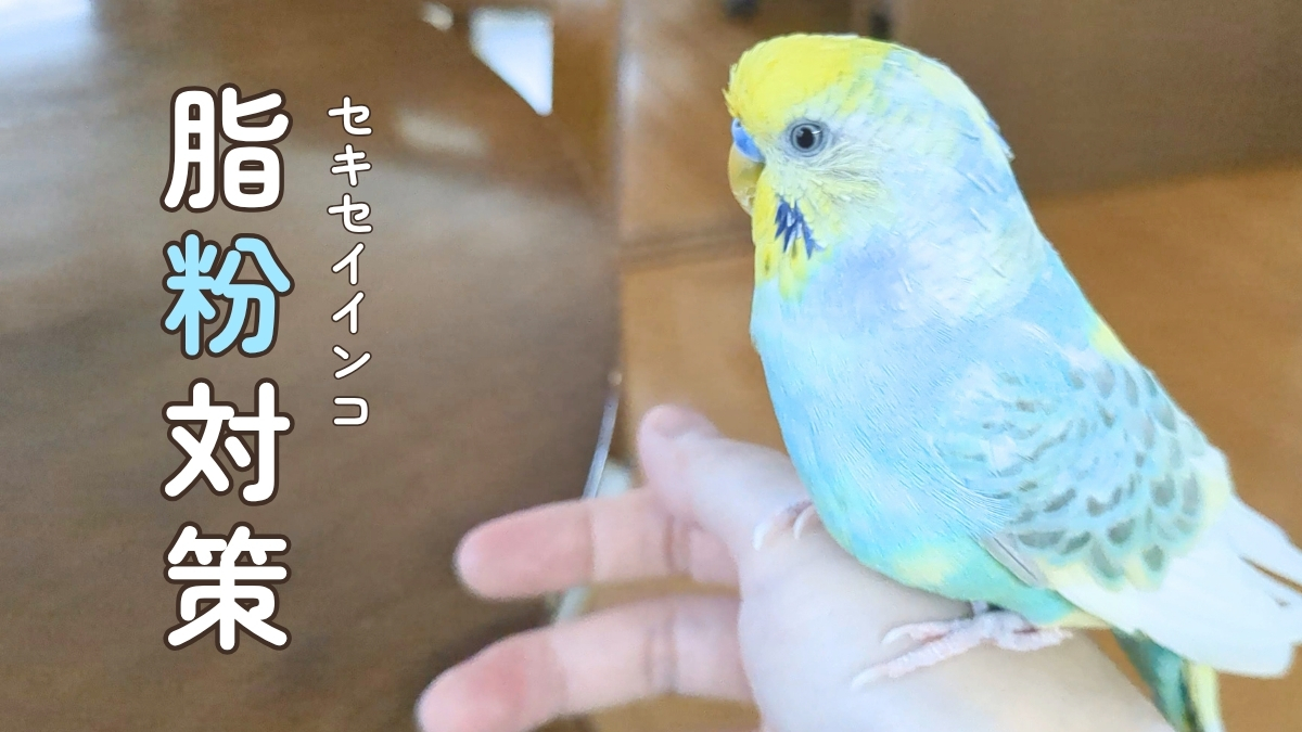 セキセイインコ　脂粉対策