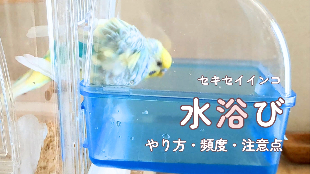 セキセイインコ　水浴び　やり方・頻度・注意点
