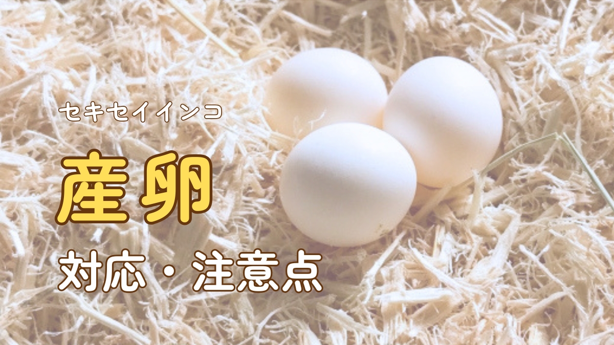セキセイインコ　産卵　対応・注意点