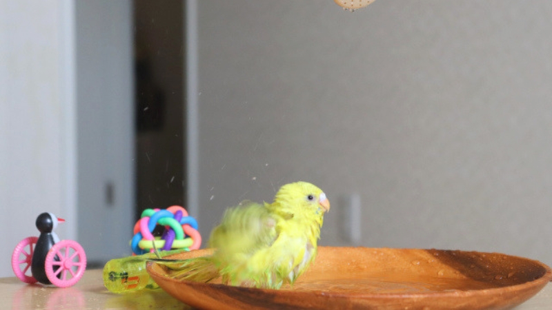 水浴びしているセキセイインコ