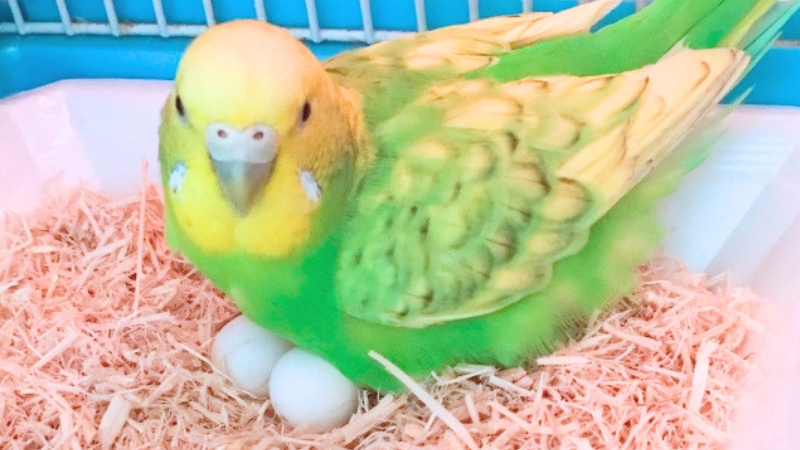 卵を温めているセキセイインコ
