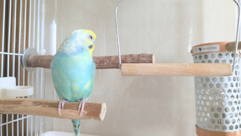 止まり木でそっぽを向いている我が家のポフくん