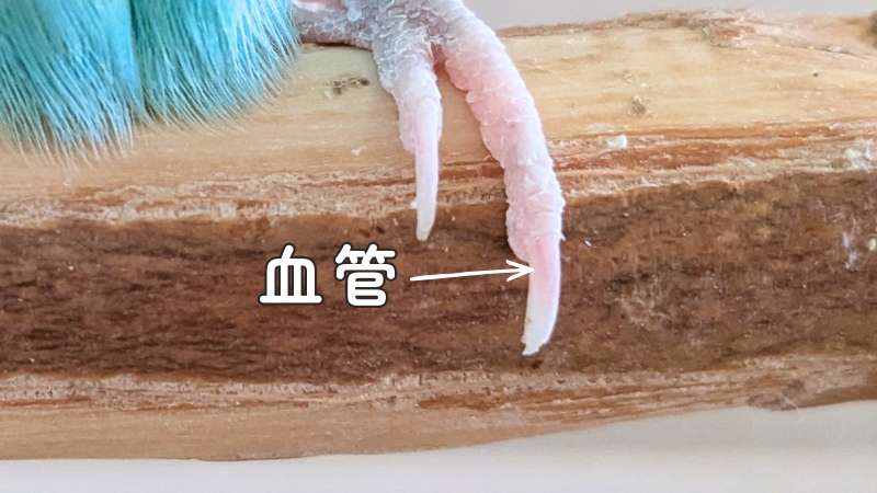 我が家のポフくんの爪の血管