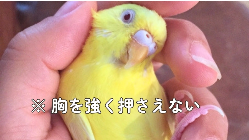 安全に保定したセキセイインコ ※胸を強く押さえない