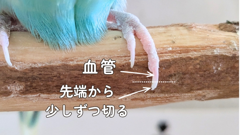 爪を切る位置 先端を少しずつ切る