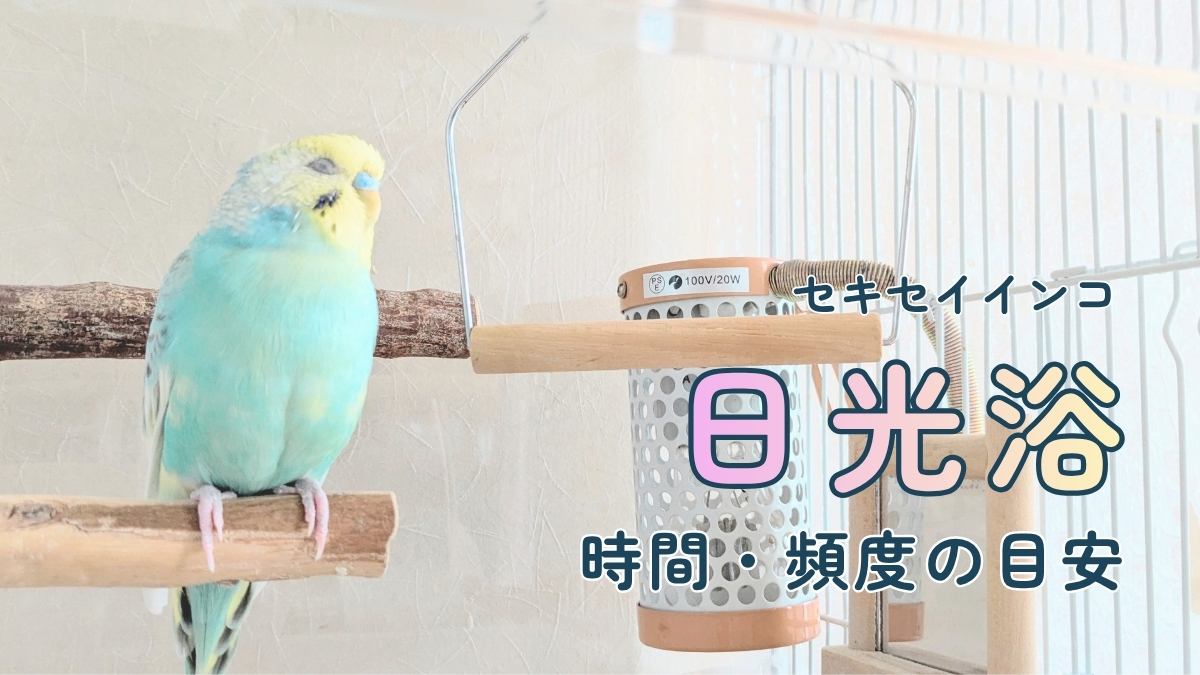 セキセイインコ　日光浴　時間・頻度の目安